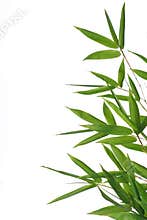 Bamboo leaves