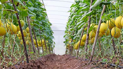 Yellow cantaloupe farm