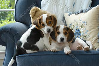 Two adorable beagle puppies