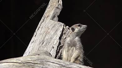Meerkat (Suricata suricatta) on alert.