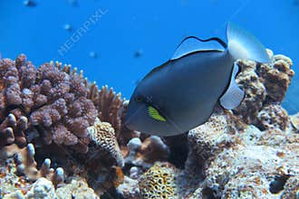 A gray angelfish