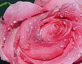 Rose rose