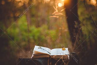 Poetry book under tree