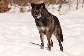 Beautiful black wolf