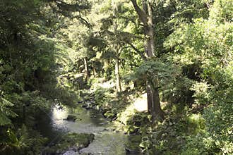 Whangarei Falls and Scenic Reserve