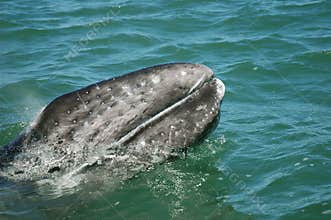 Gray whale calf Baja California