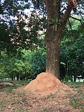 Anthill Ant Colony