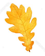 Beautiful autumn watercolor oak leaf on white background.fall illustration.