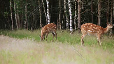Herd of wild spotted deer grazing