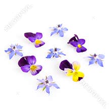 High key filtered image of edible flowers