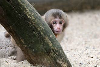 Japanese monkey