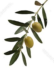 Olive branch with two olives