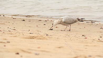 Seagull Eating a Crab