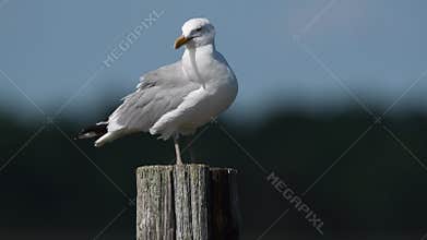 A Herring Gull Sitting on a Piling Preening