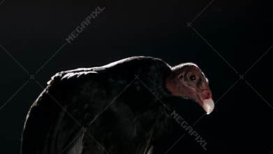 Vulture on a black backdrop that moves the head