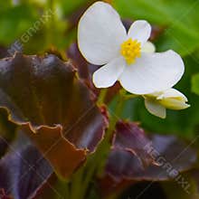 White Begonia Flower with Yellow Center