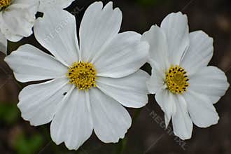 White Cosmos Flowers with Yellow Centers