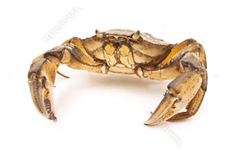 Sea â€‹â€‹herbal arthropod crab on a white background