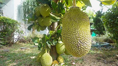 Jackfruit from a short tree