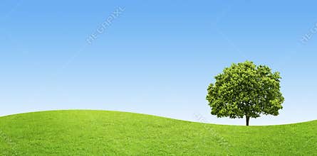 Green field with a big tree on blue sky background