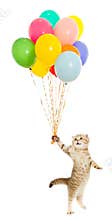 Kitten or cat with colorful balloons isolated