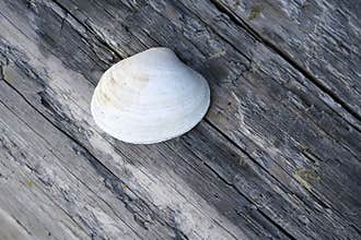 Seashell on log wood beach