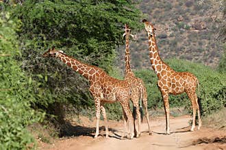 Reticulated Giraffes