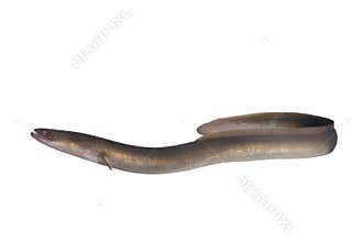 Long eel