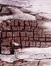 Bark closeup