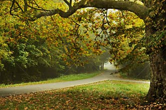 Autumn type landscape