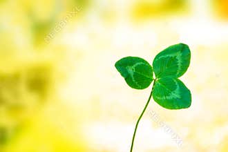clover leaves on a background summer landscape. St.Patrick `s Day