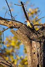 Male Red-bellied Woodpecker Centurus carolinus eating from a tree