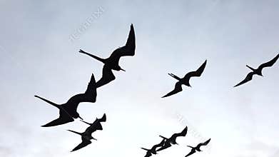 Frigate birds soar next to boat closeup