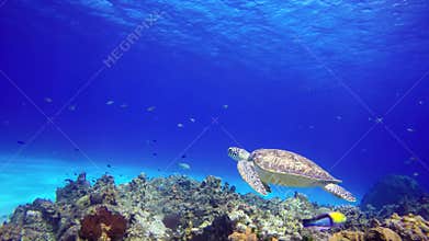 A sea turtle floats close to reef bottom.