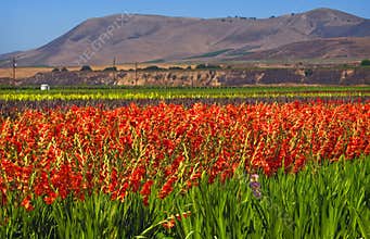 Flower Fields, Central California