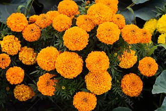 Close-up of beautiful marigold blossom