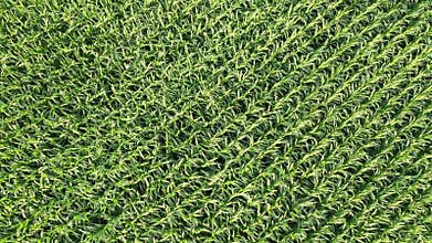 Aerial view of a corn crops in Europe