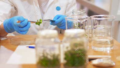 Biotechnology and genetic engineering - a woman labor working with plant samples in test tubes - touching it with a