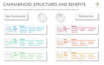 Cannabinoid Stuctures and Benefits horizontal business infographic