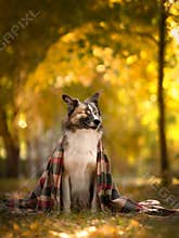 Big dog in autumn park