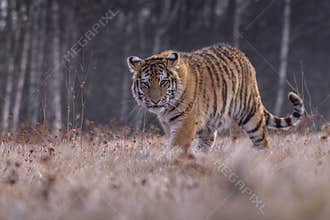 Siberian Tiger running. Beautiful, dynamic and powerful photo of this majestic animal. Set in environment typical for this amazing
