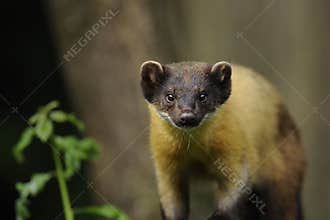 Yellow-throated Marten (Martes flavigula)
