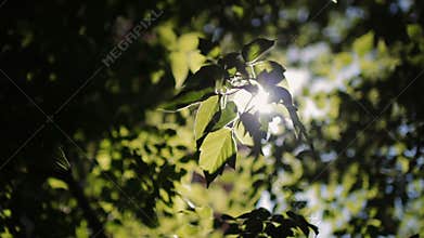 Sunlight through tree leaves. Jungle rainforest nature background