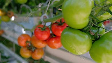 Fresh ripe red tomatoes grown in a greenhouse. Greenhouse Tomato