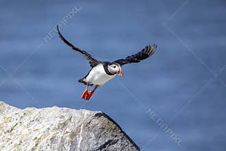 Atlantic Puffin on Machias Seal Island