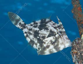 Planehead Filefish
