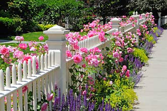 Garden fence with pink roses