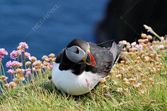 Fratercula Arctica