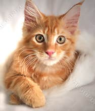 Maine Coon Kitten