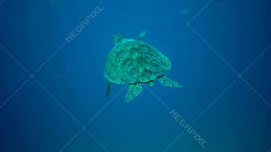 Green sea turtle Chelonia mydas, turtle swims away in blue water. Red sea, Marsa Alam, Abu Dabab, Egypt